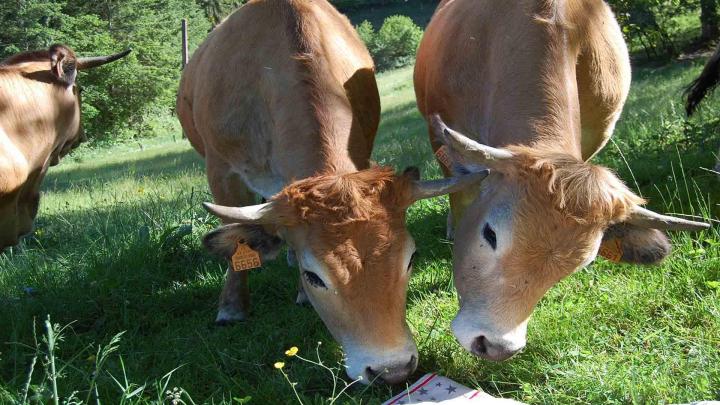 Producteur vache race Aubrac Saint-Nizier-d'Azergues