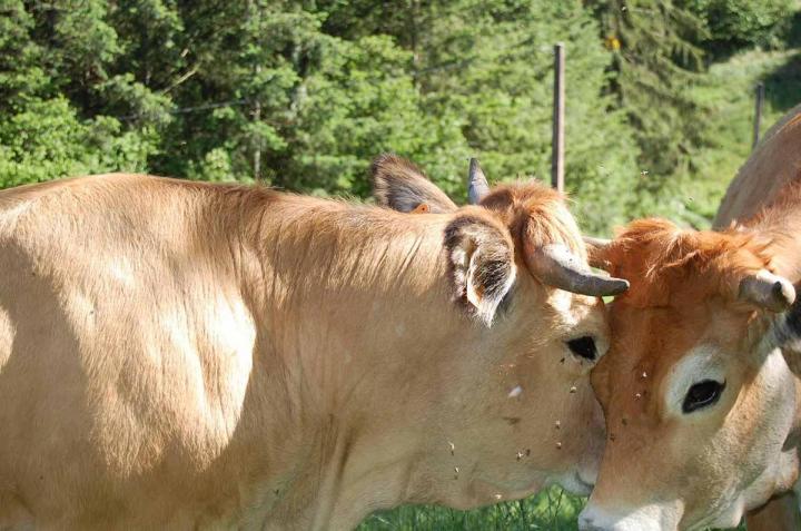 Éleveur de bovin Saint-Nizier-d'Azergues