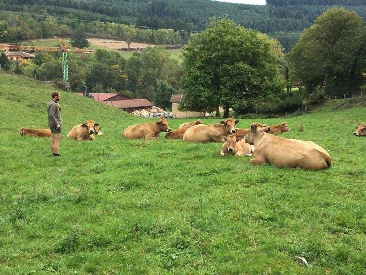 Éleveur de bovin Saint-Nizier-d'Azergues