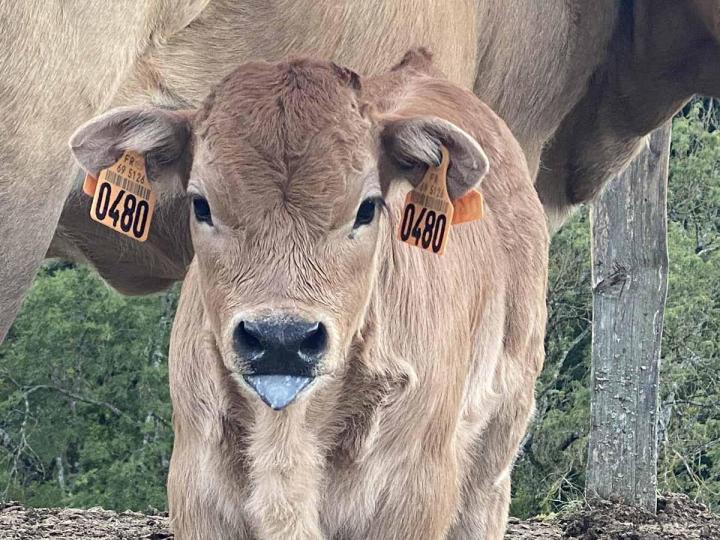 Producteur vache race Aubrac Saint-Nizier-d'Azergues